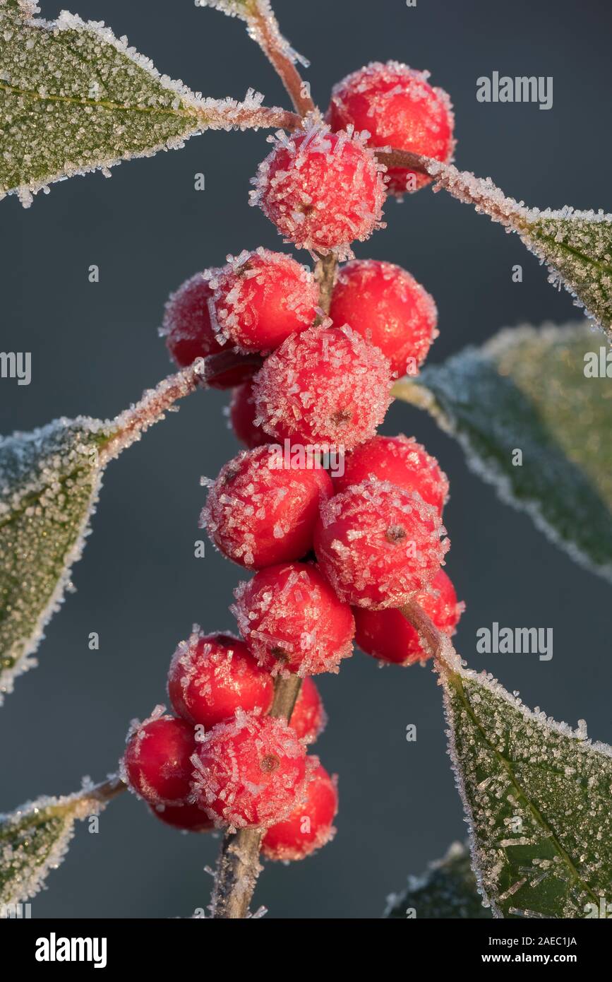 Winterberry Holly (Ilex verticillata) Frost covered berry cluster.  Promised Land State Park, Poconos, Pennsylvania, November. Stock Photo