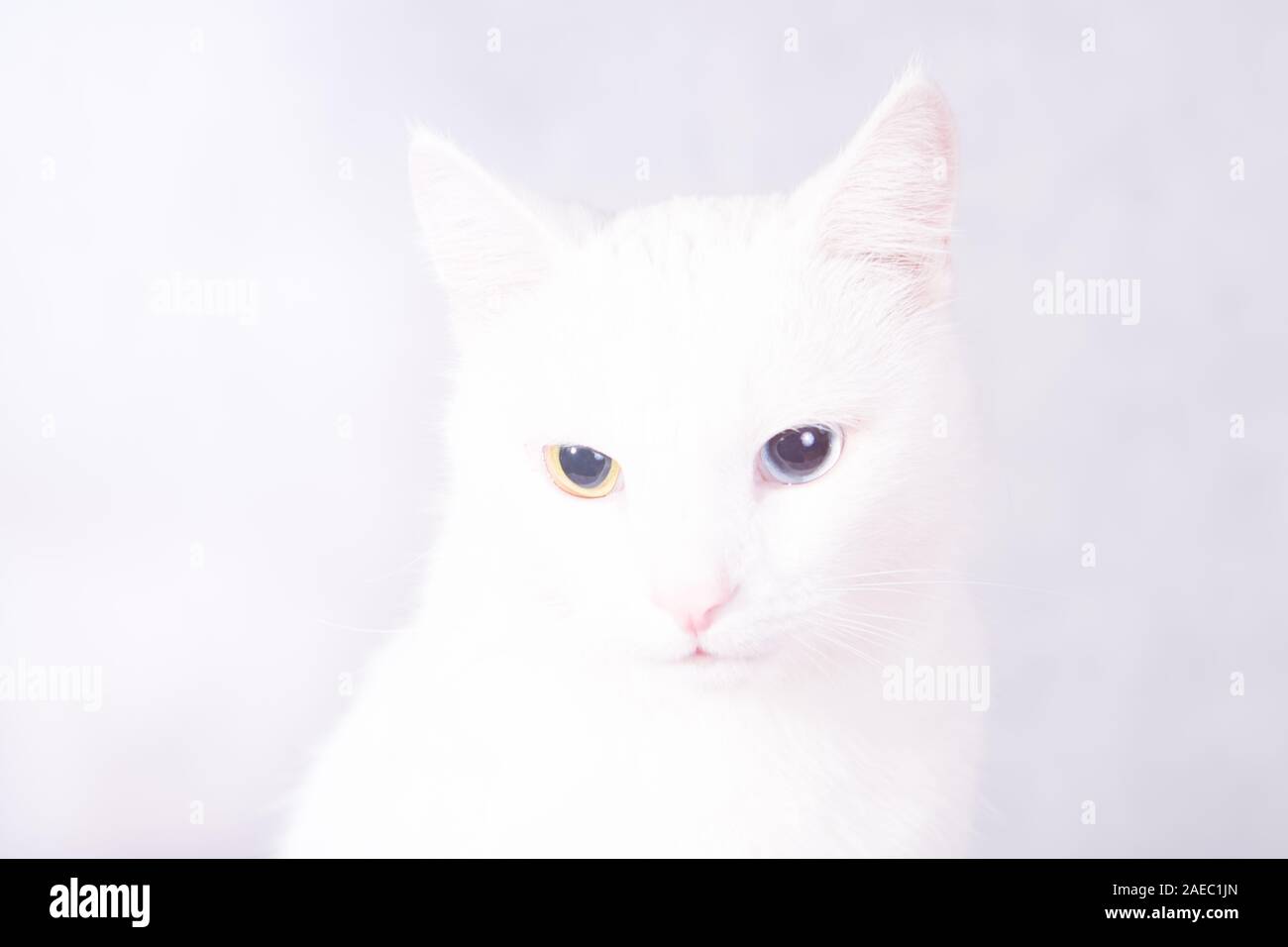 Portrait of a white cat with heterochromia, strange eyes, squatting