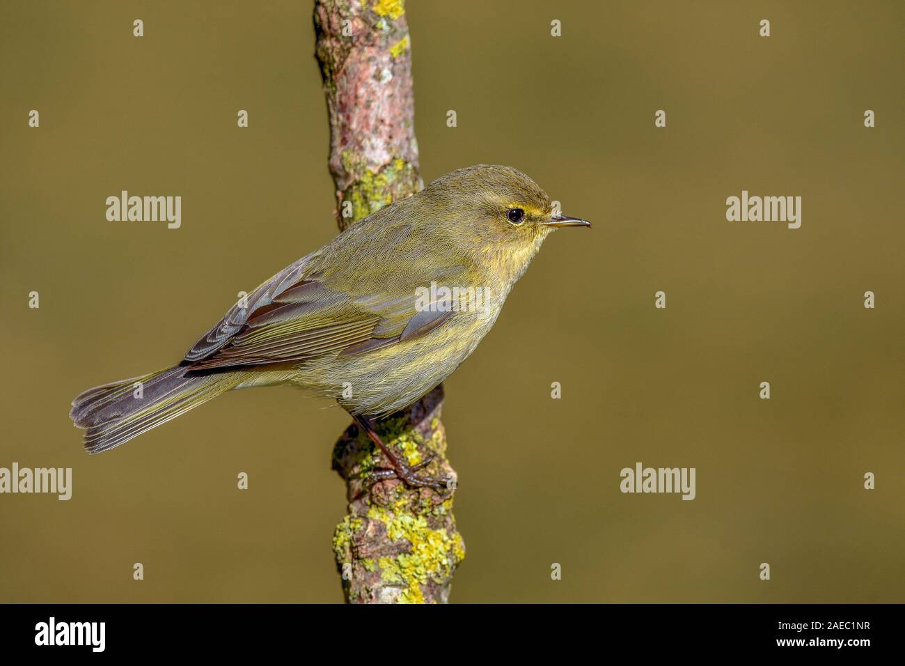 Heckenbraunelle (Prunella modularis) Dunnock • Baden-Württemberg, Deutschland Stock Photo