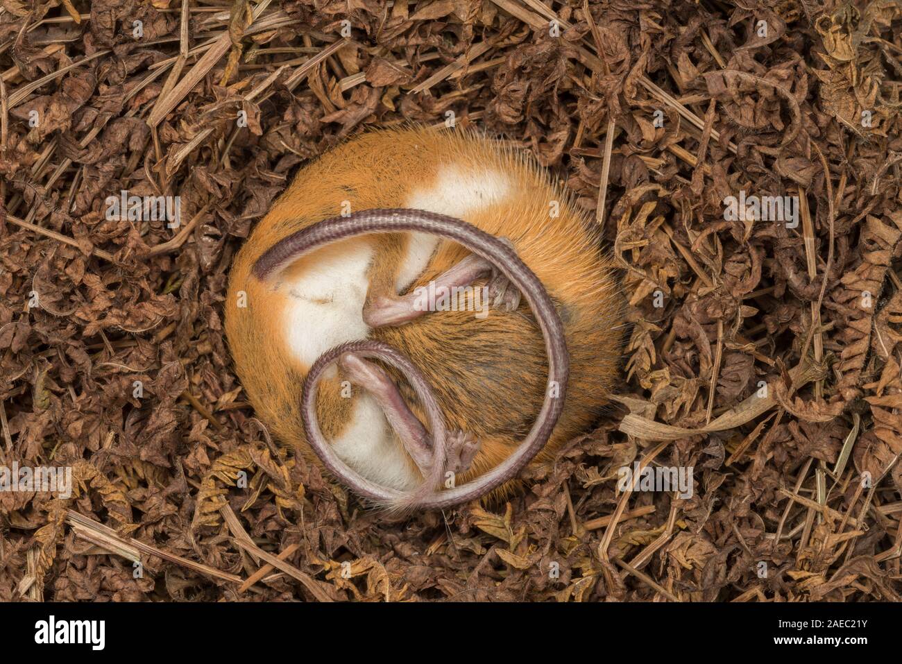 Woodland Jumping Mouse (Napaezapus insignis) Hibernating in nest built in side tunnel of burrow made by another mammal. Stock Photo