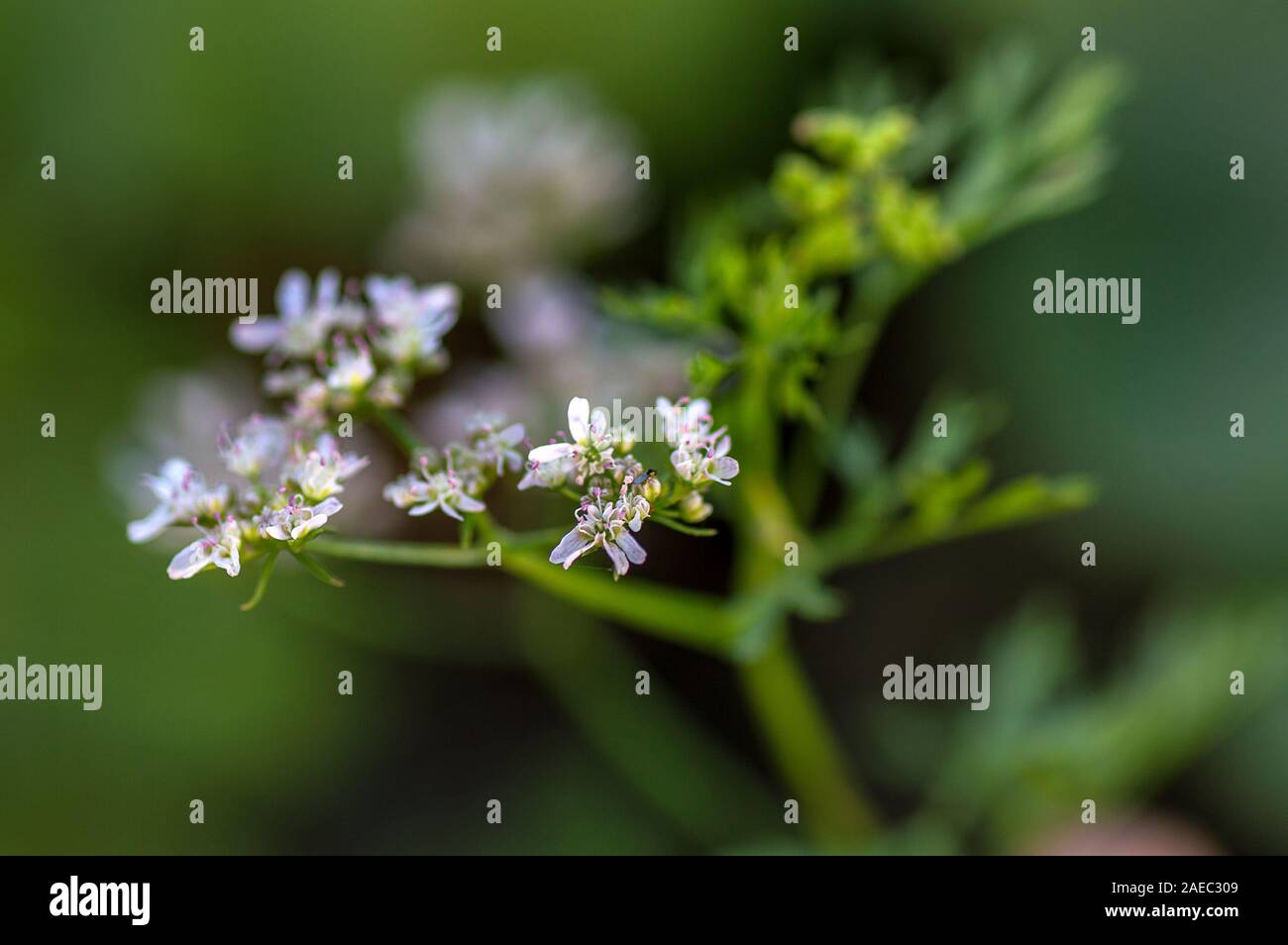 Closeup of Coriander flowers on the plant in a farm field Stock Photo