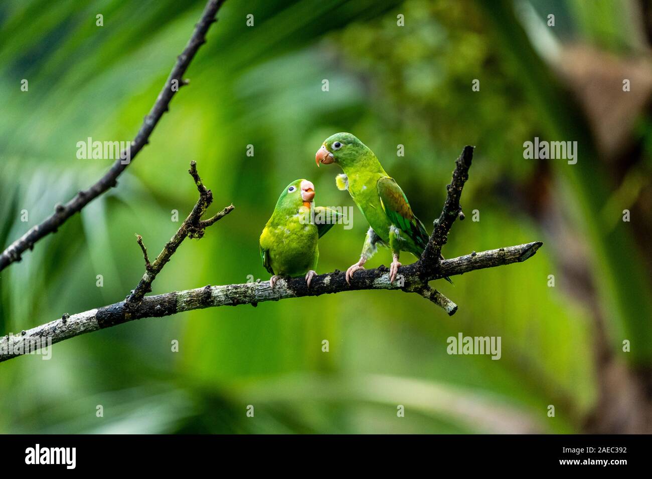 Two Orange-chinned Parakeets (Brotogeris jugularis) perched on a branch, interacting, Photographed in the wild, Costa Rica, Central America. Stock Photo