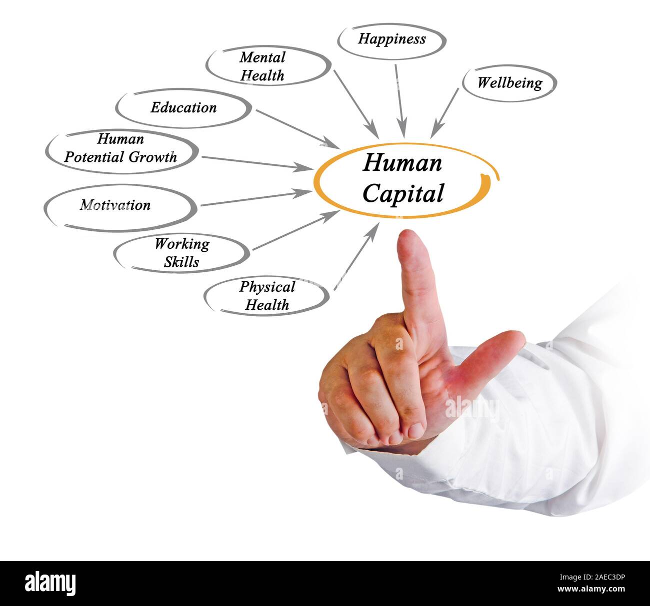 Diagram of Human Capital Stock Photo