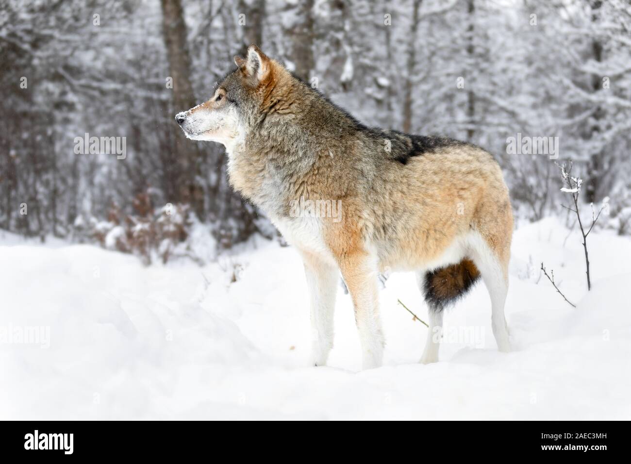 Focused alpha male wolf stands in the snow in beautiful winter forest Stock Photo