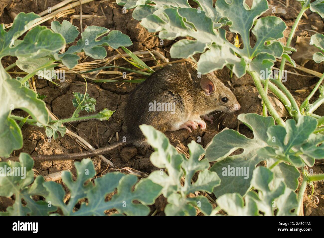 black rat (Rattus rattus) also known as ship rat, roof rat, or house rat is a common long-tailed rodent of the rat genus Rattus, Photographed in Israe Stock Photo