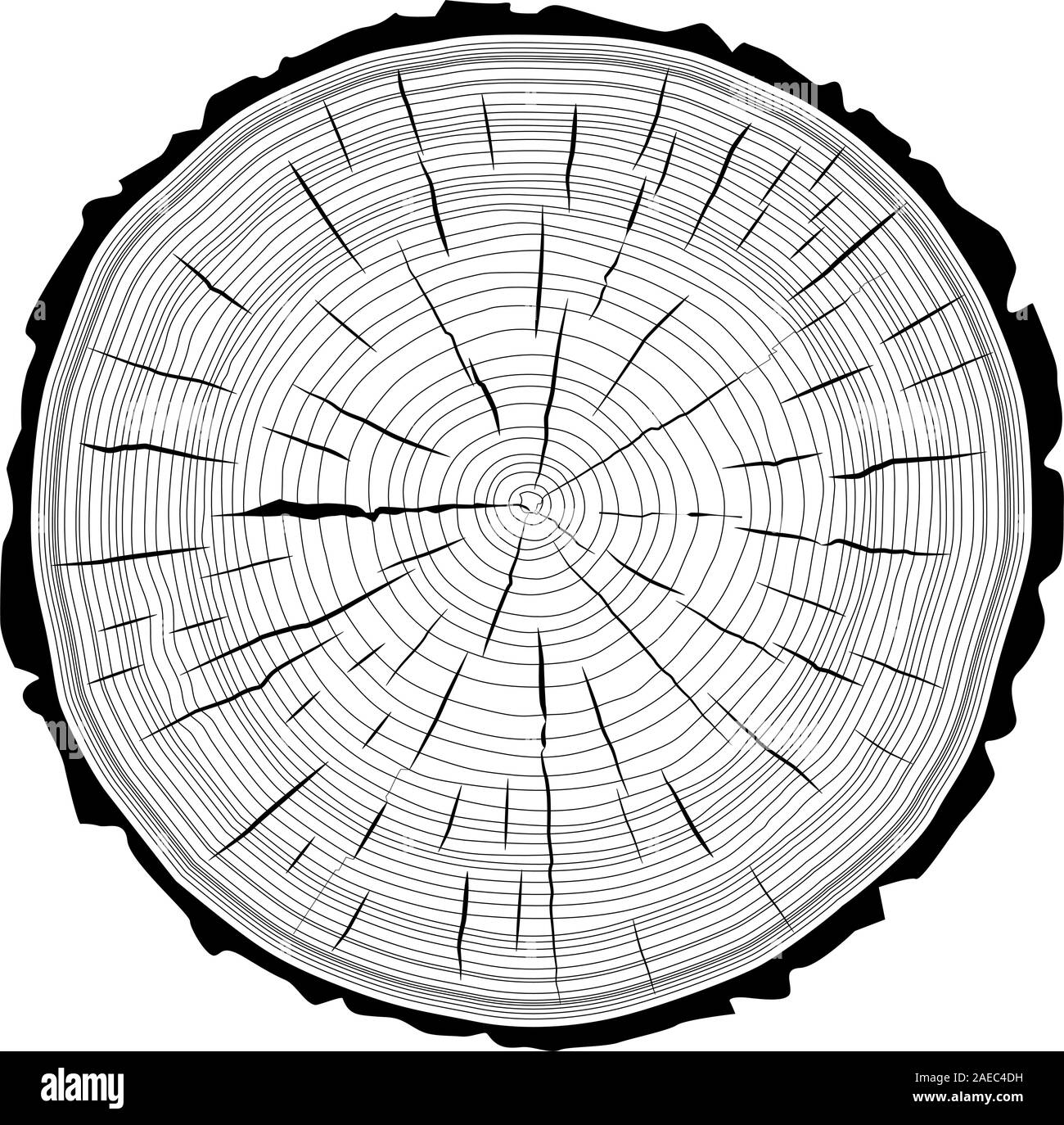 What Tree Rings Can Reveal - Cornellians | Cornell University