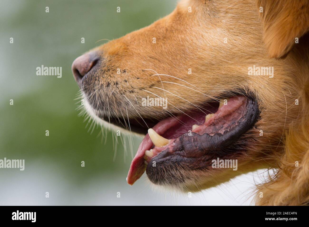 are golden retrievers mouthy