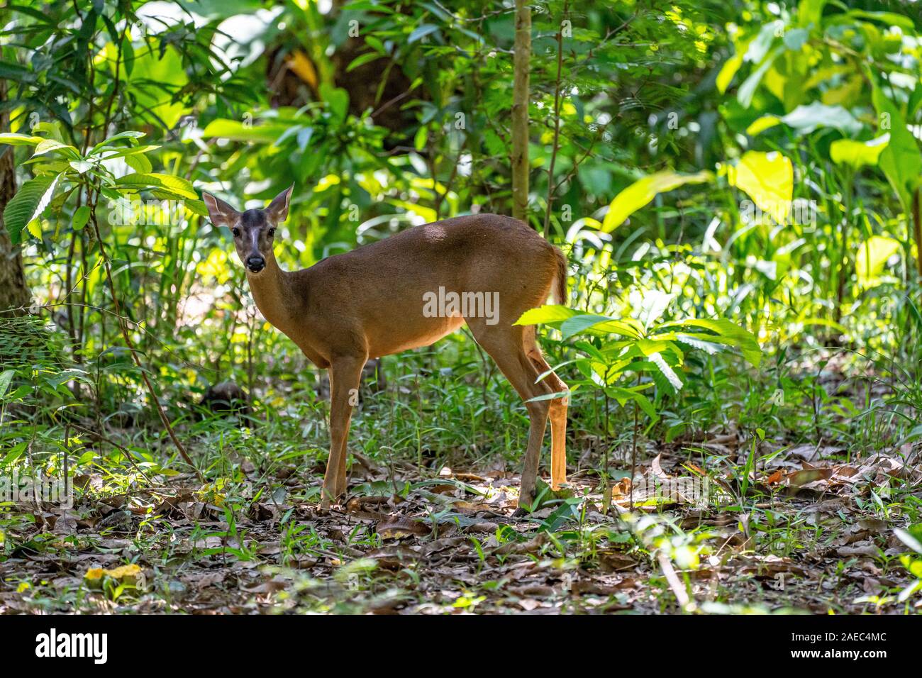Red brocket deer mazama americana hires stock photography and images