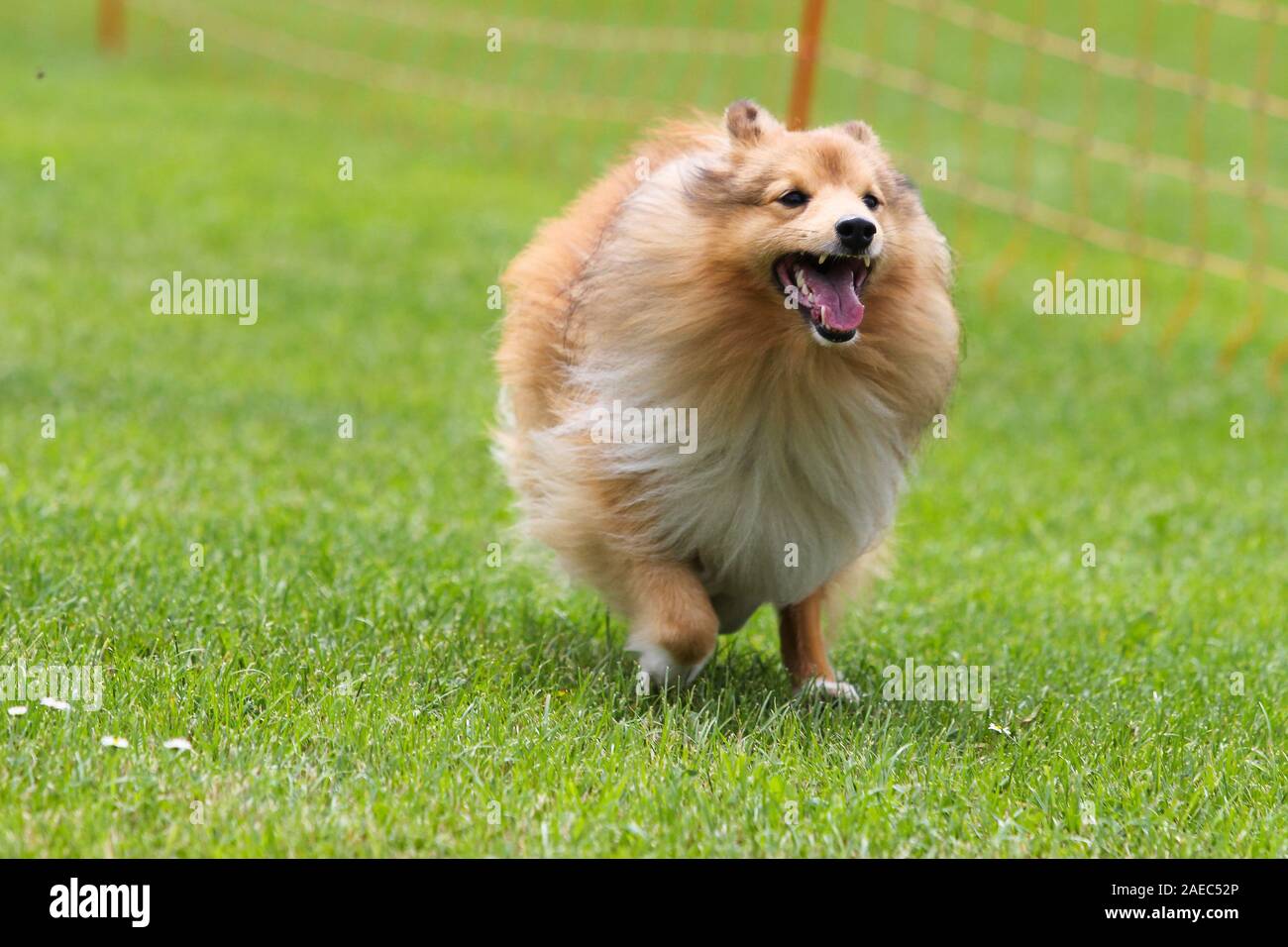 Germany Spitz Stock Photos Germany Spitz Stock Images Alamy