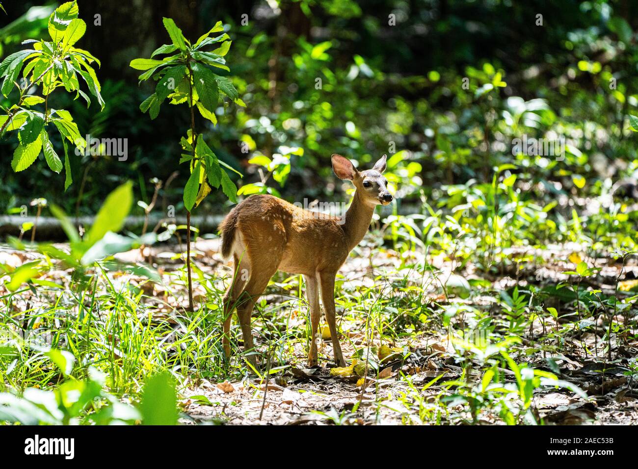 Red brockets (Mazama americana) are the largest of the brocket deer species. Brocket deer are small forest-dwelling deer found in Central and South Am Stock Photo