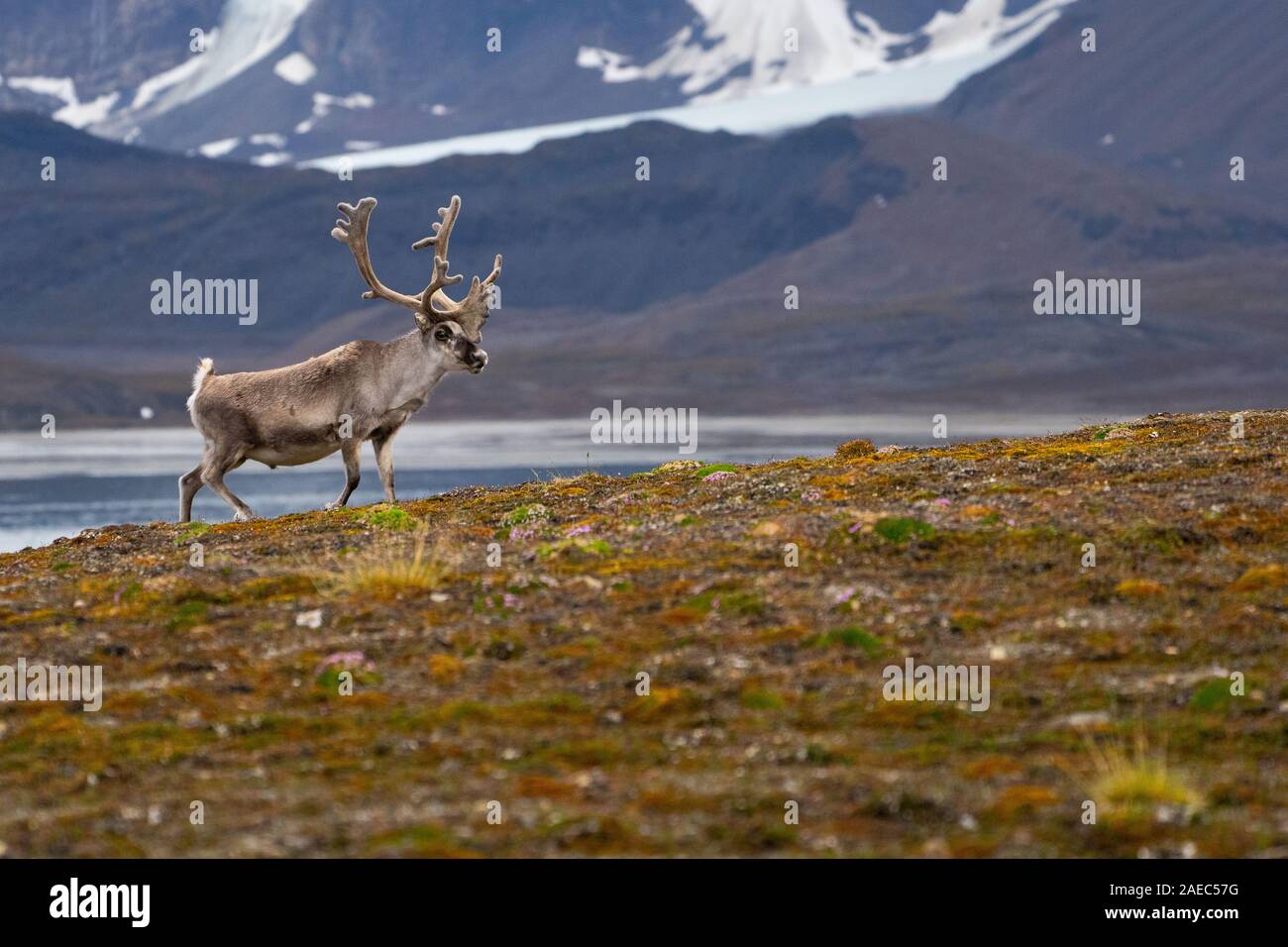 A male Svalbard Reindeer (rangifer tarandus platyrhynchus) on the tundra in summer with his antlers still in velvet. This herbivorous mammal is the sm Stock Photo