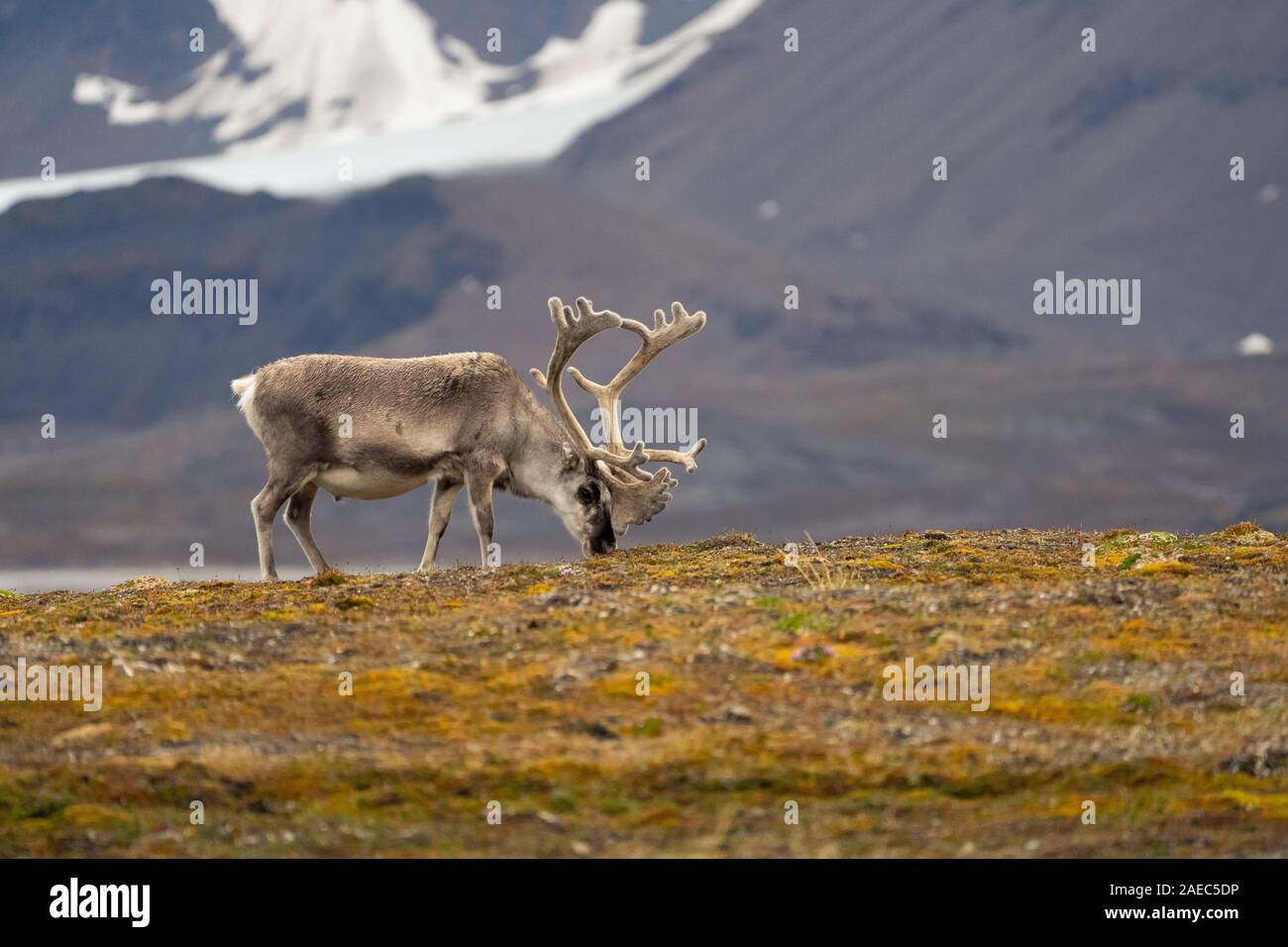 A male Svalbard Reindeer (rangifer tarandus platyrhynchus) on the tundra in summer with his antlers still in velvet. This herbivorous mammal is the sm Stock Photo