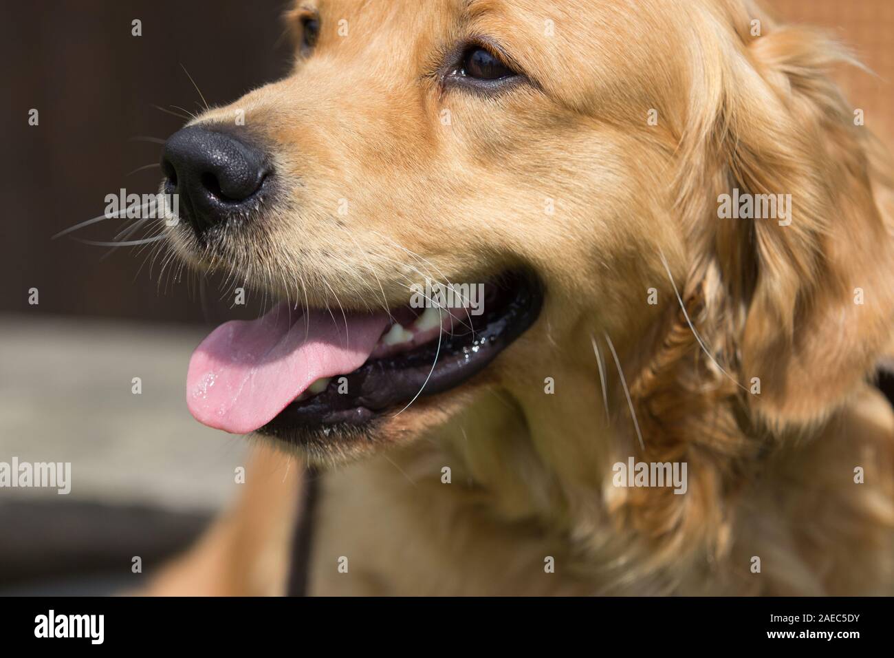 Golden Retriever How Long In Heat