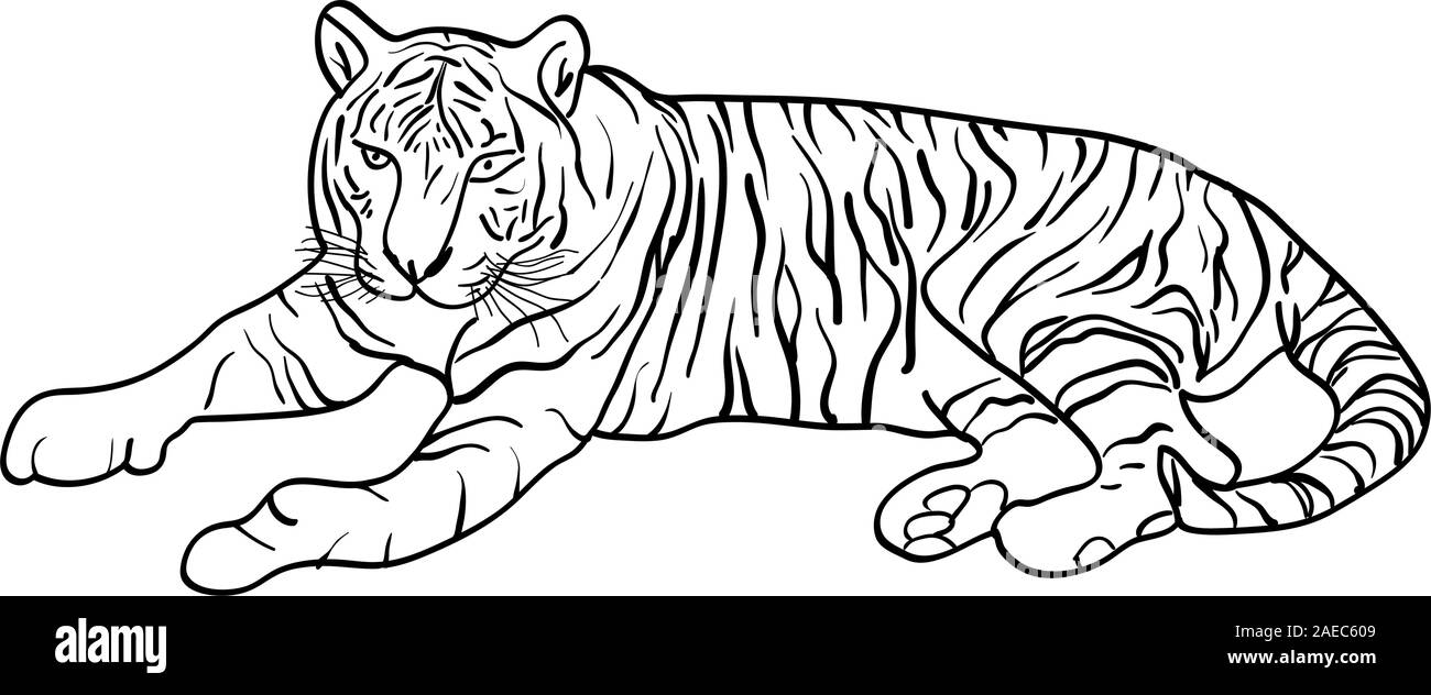 Sketch beautiful tiger on a white background. Vector illustration. Stock Vector