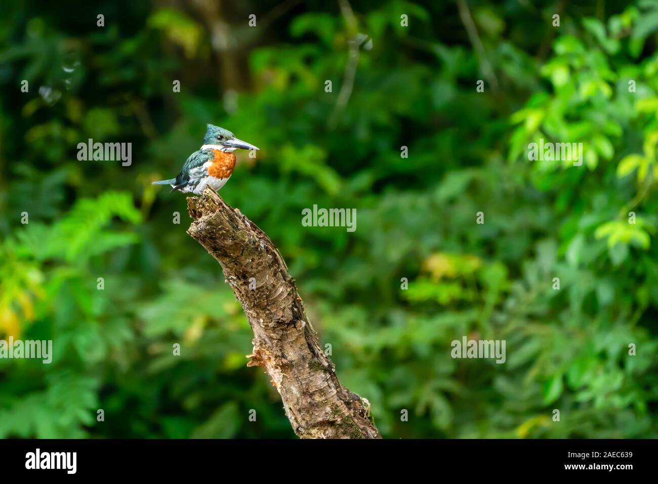Ringed kingfisher (Megaceryle torquata) perching in a tree. This kingfisher inhabits wetlands in South America, perching above lakes and slow-moving r Stock Photo