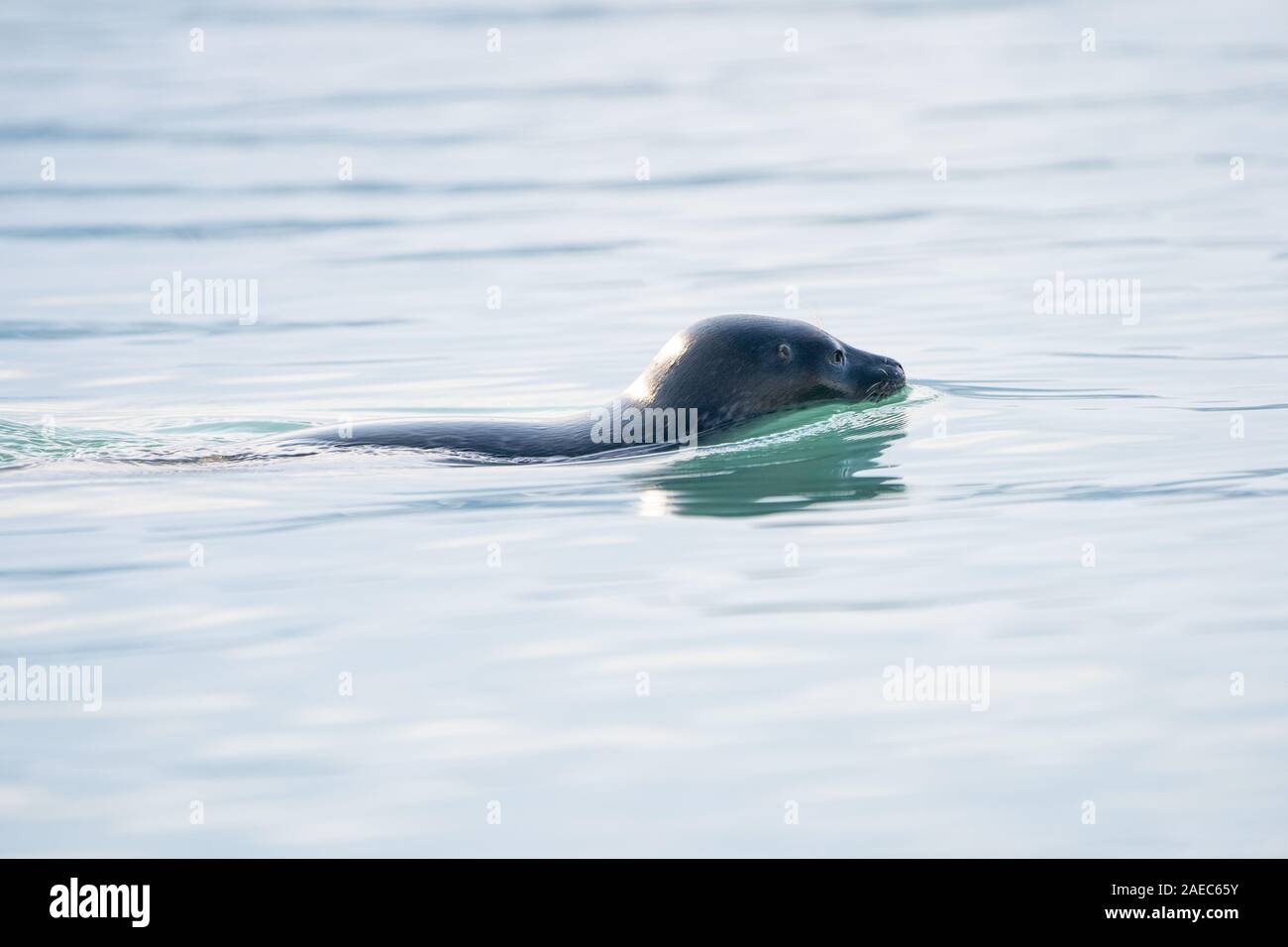 Ringed seal (Pusa hispida) swimming. This seal inhabits Arctic and sub-Arctic regions. It feeds on small fish and invertebrates, diving along and unde Stock Photo