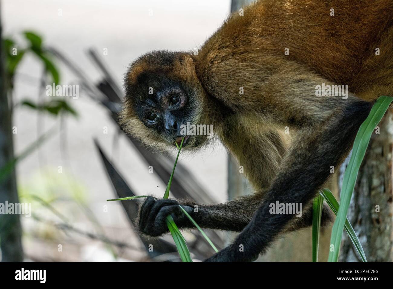 close up portrait of a Geoffroy's spider monkey (Ateles geoffroyi), also known as the black-handed spider monkey, is a species of spider monkey, a typ Stock Photo