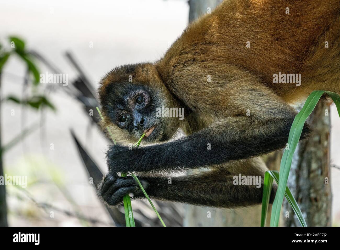 close up portrait of a Geoffroy's spider monkey (Ateles geoffroyi), also known as the black-handed spider monkey, is a species of spider monkey, a typ Stock Photo
