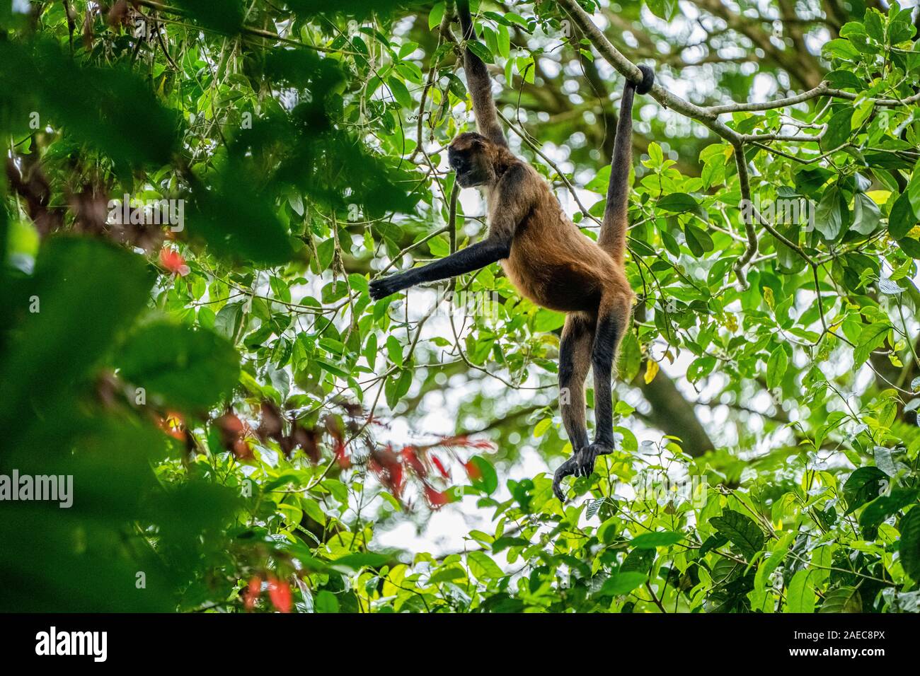 Geoffroy's spider monkey (Ateles geoffroyi) swinging from a brach. Also