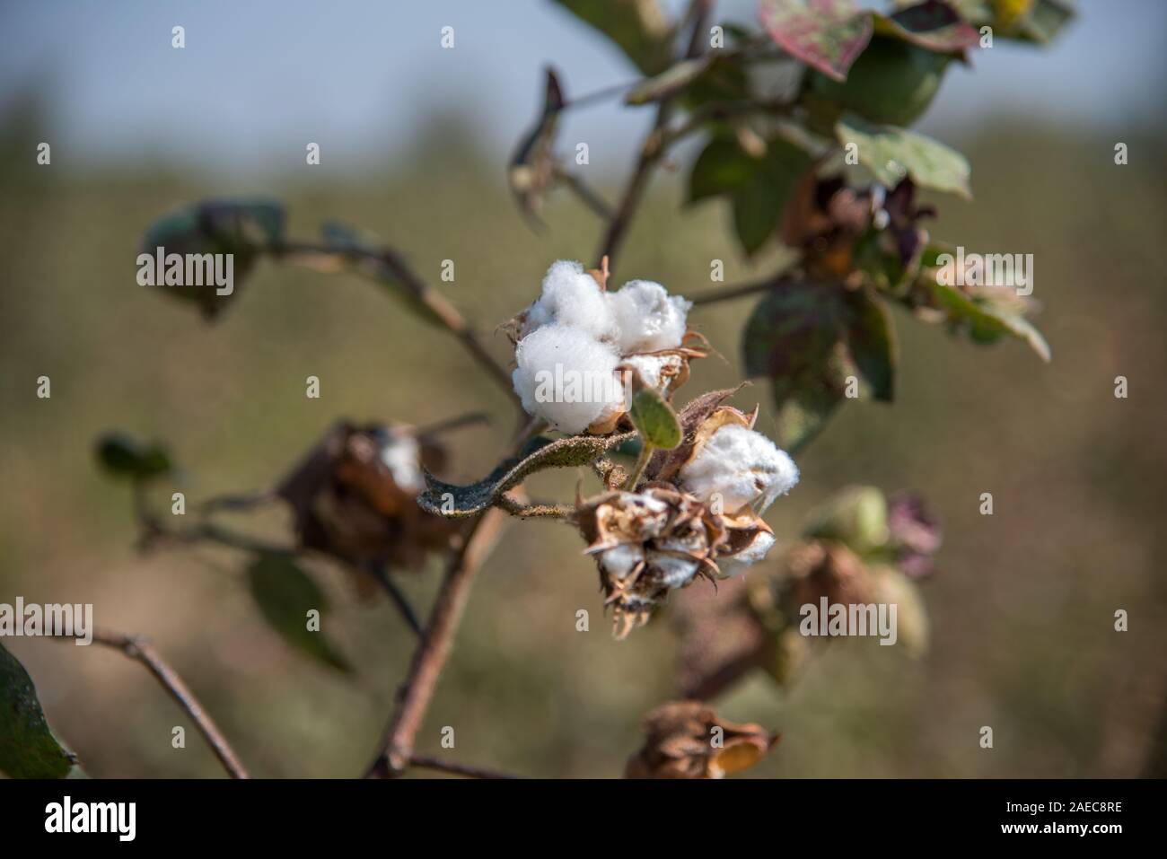 Cotton picking india hi-res stock photography and images - Alamy
