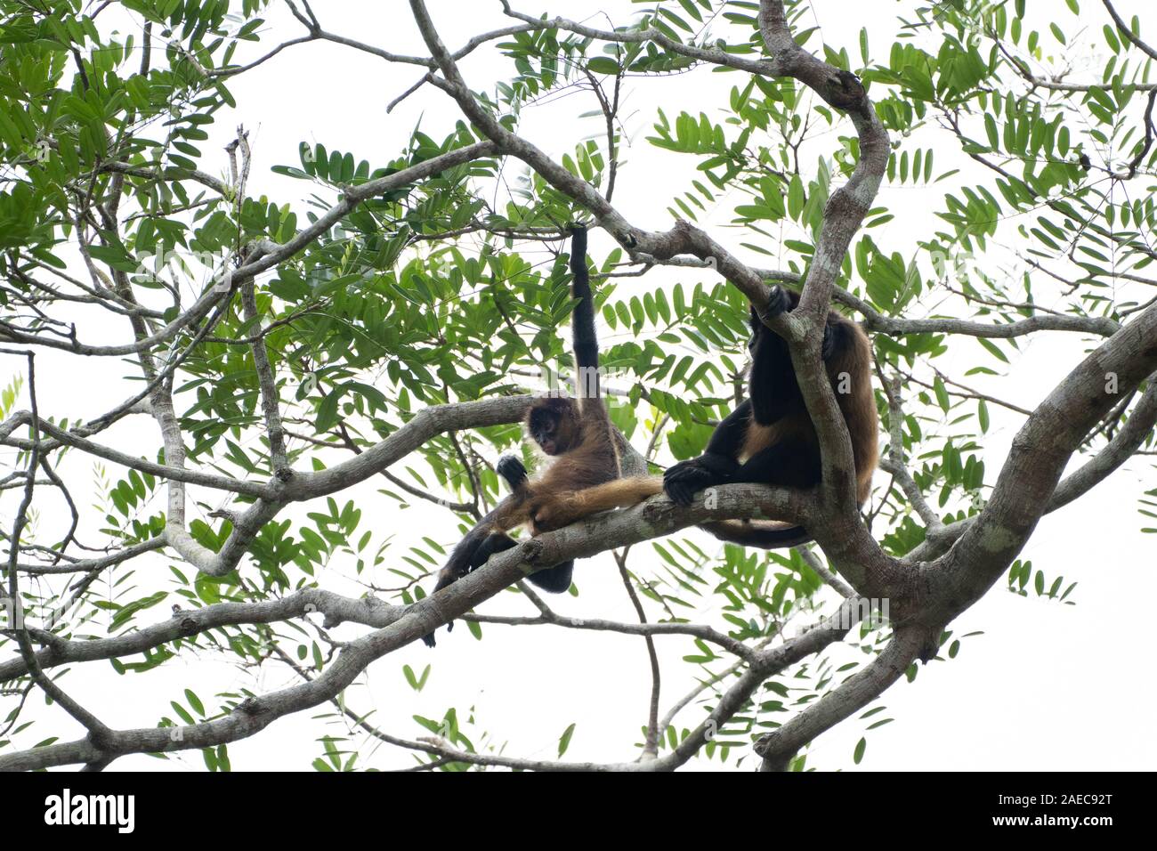 female and baby Geoffroy's spider monkey (Ateles geoffroyi) in a treetop. Also known as the black-handed spider monkey, is a species of spider monkey, Stock Photo