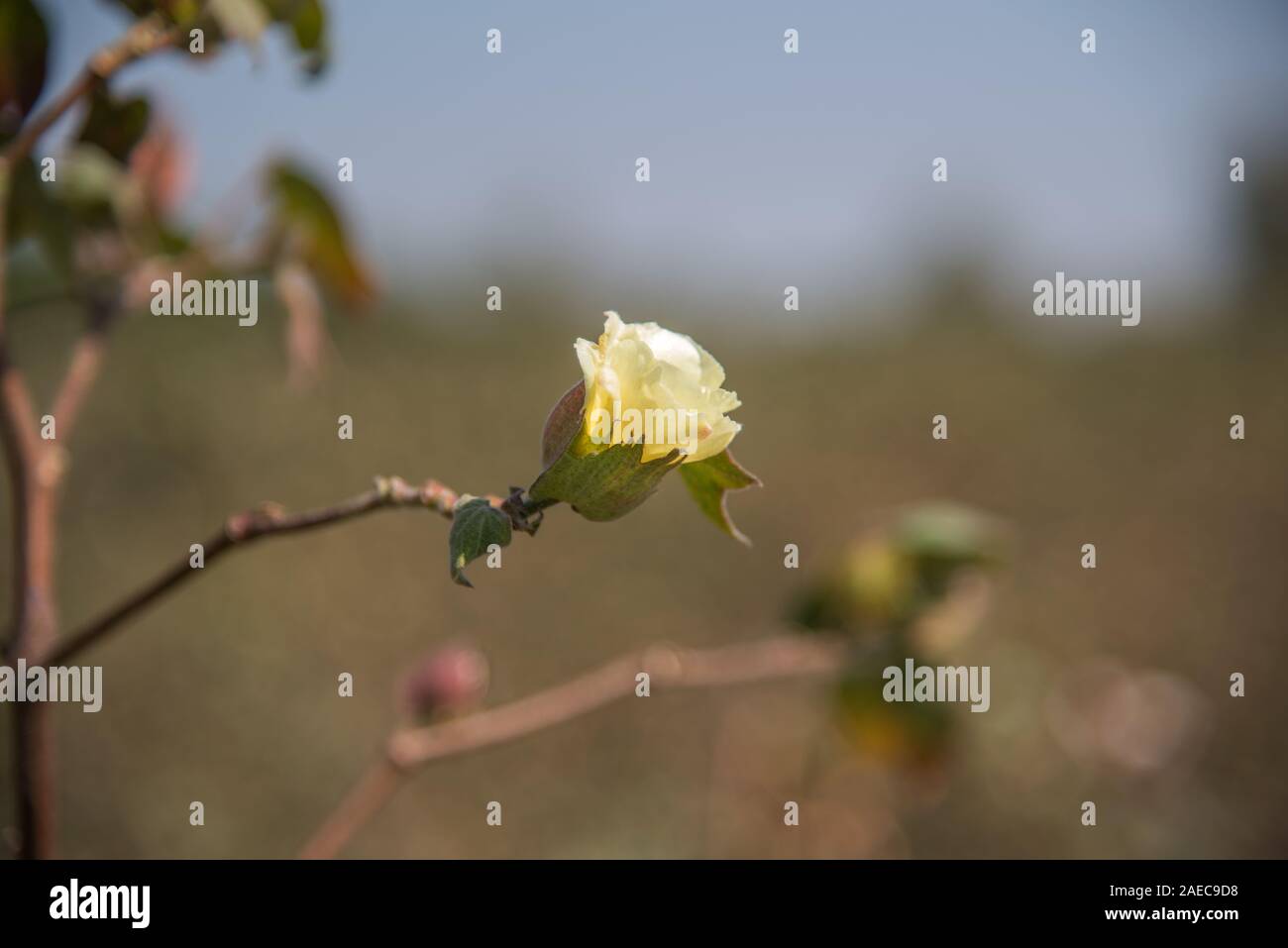 Cotton farm field, Close up of cotton balls and flowers. Agriculture field, Stock Photo