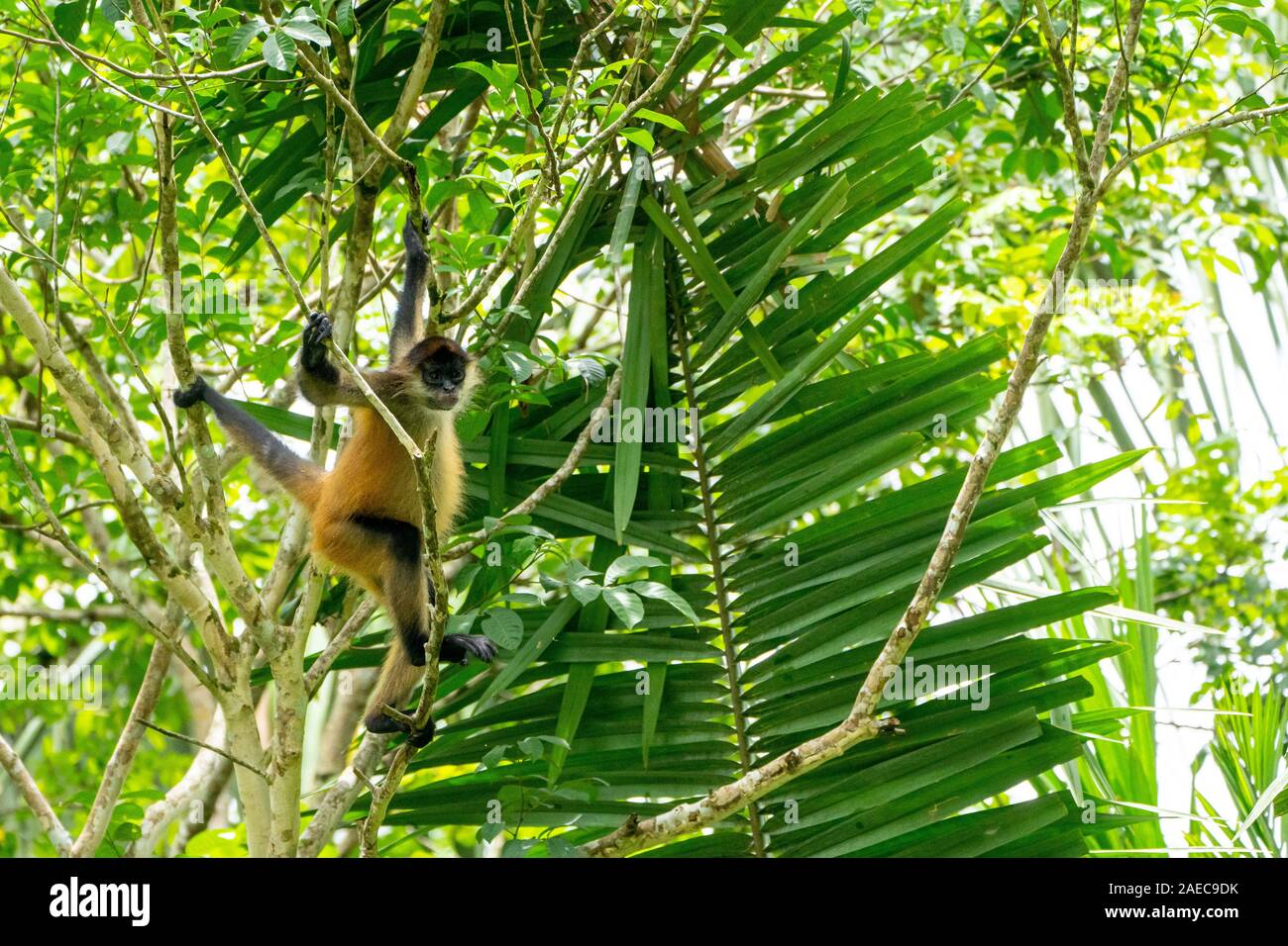 Geoffroy's spider monkey (Ateles geoffroyi) swinging from a brach. Also known as the black-handed spider monkey, is a species of spider monkey, a type Stock Photo