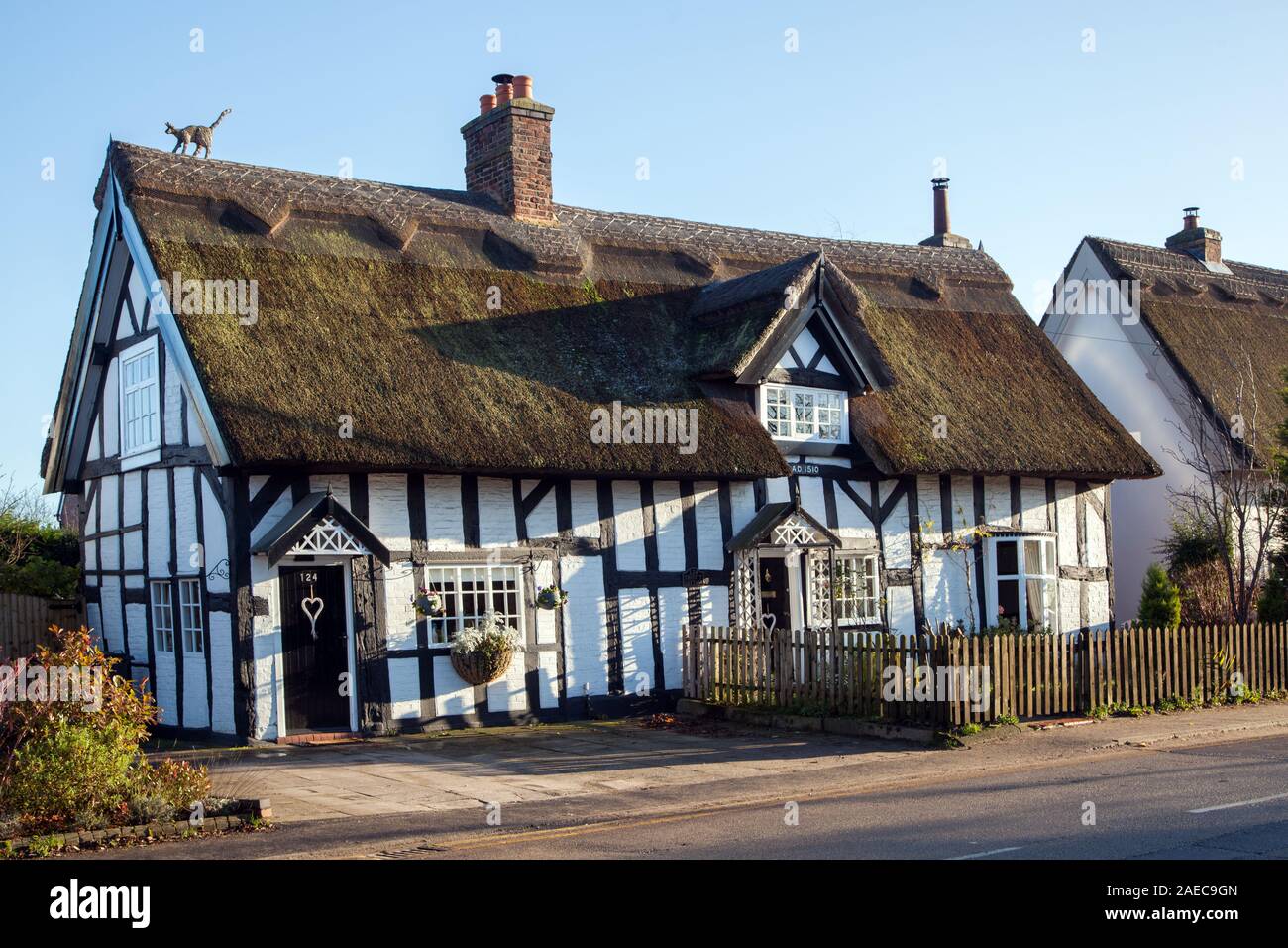 Black and white half timbered traditional sixteenth century  English country cottage with a thatched roof  in the Cheshire village of Haslington UK Stock Photo