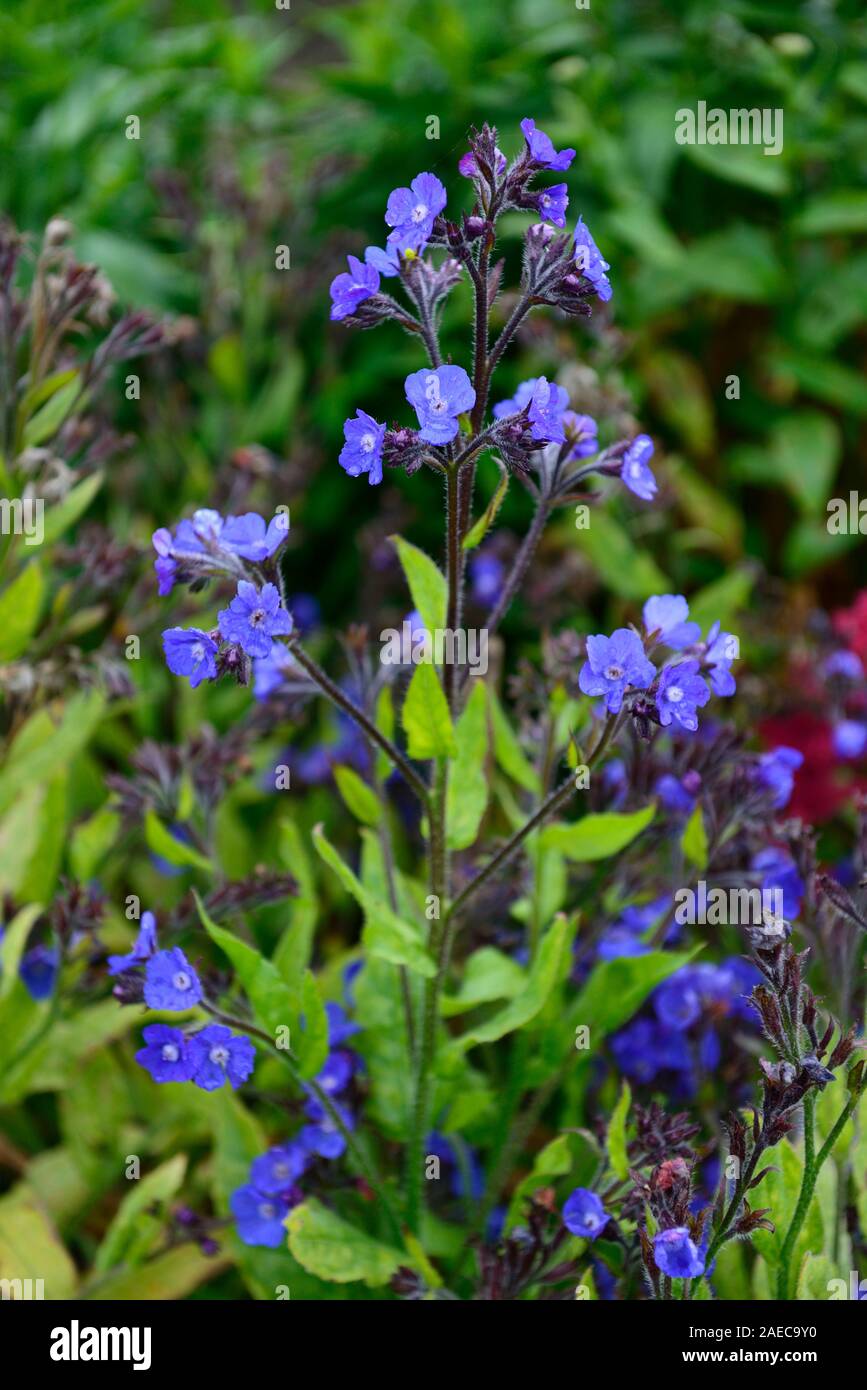 Anchusa azurea Dropmore,blue,flowers,spring, garden,gardens,RM Floral Stock Photo