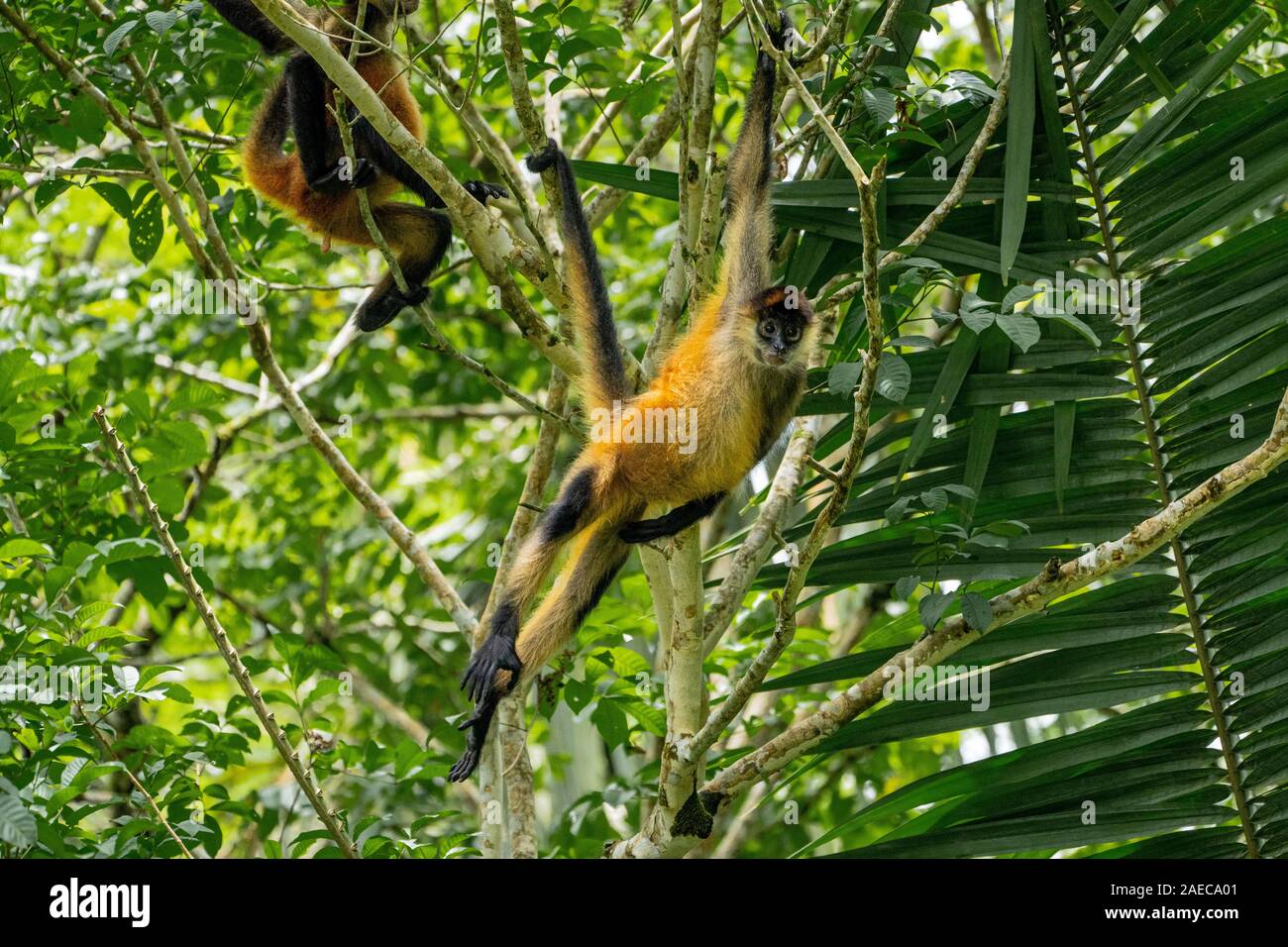 Geoffroy's spider monkey (Ateles geoffroyi) swinging from a brach. Also known as the black-handed spider monkey, is a species of spider monkey, a type Stock Photo