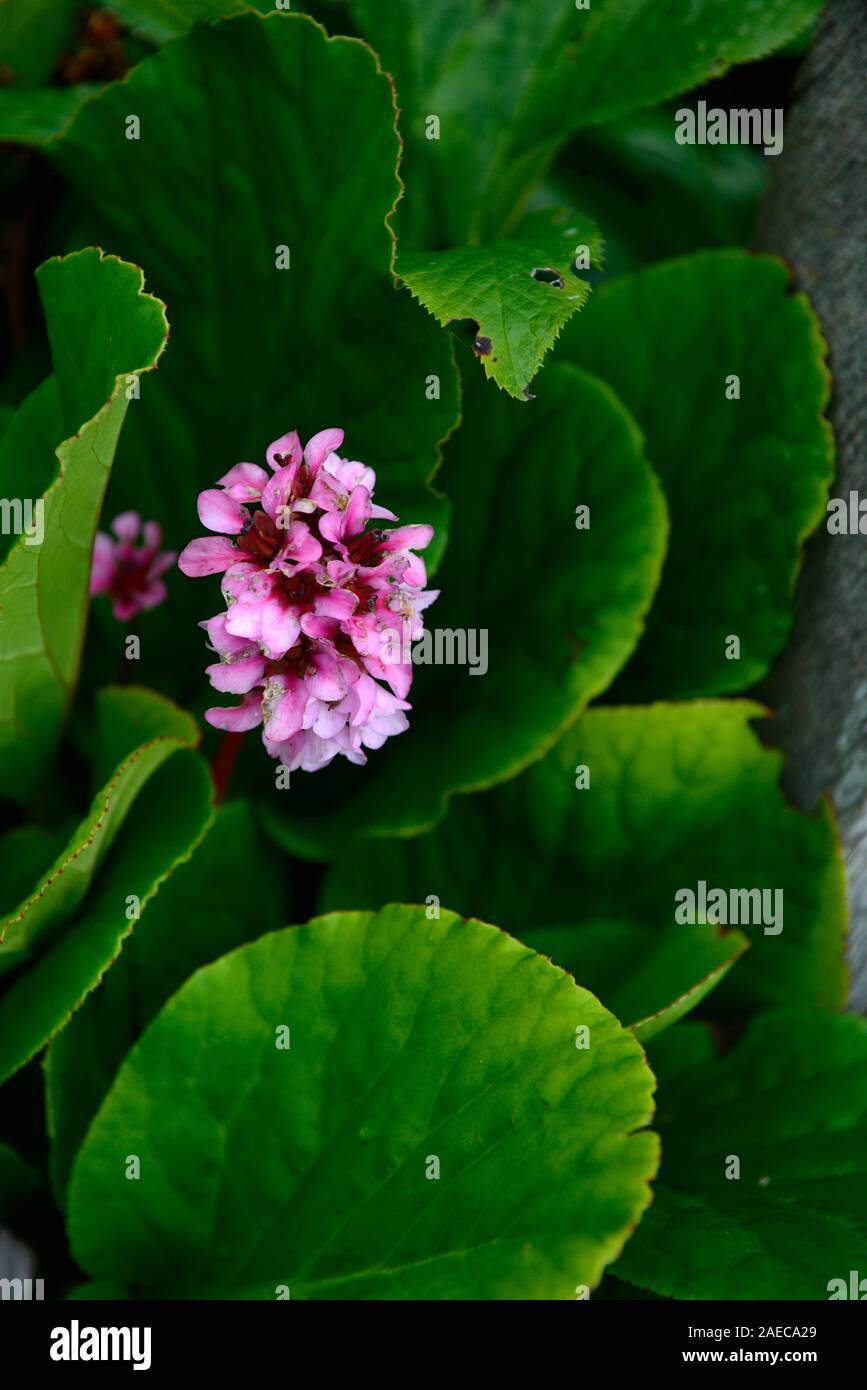 bergenia ballawley hybrids, syn b ballawley, elephants ears, red pink flowers, flower, foliage, leaves ,groundcover ,RM Floral Stock Photo