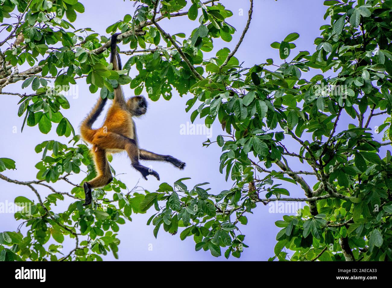 Geoffroy's spider monkey (Ateles geoffroyi) swinging from a brach. Also known as the black-handed spider monkey, is a species of spider monkey, a type Stock Photo