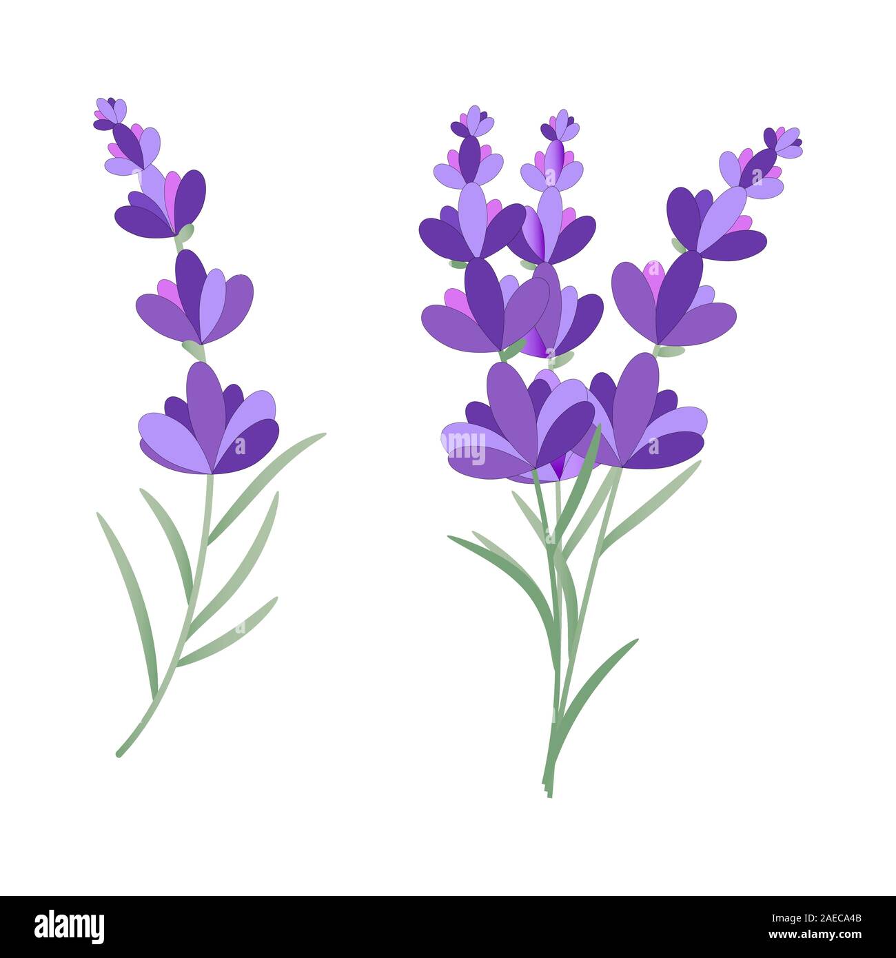 Vector eps10 drawing of lavender flower on white background. Bunch of  provence lavender Stock Vector Image & Art - Alamy