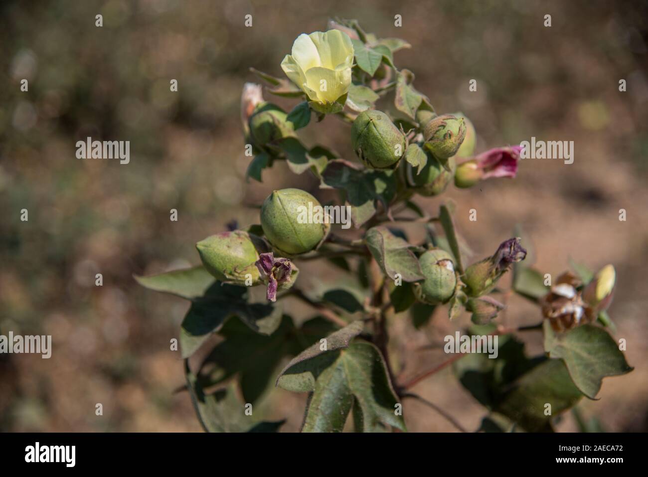 Cotton farm field, Close up of cotton balls and flowers. Agriculture field, Stock Photo