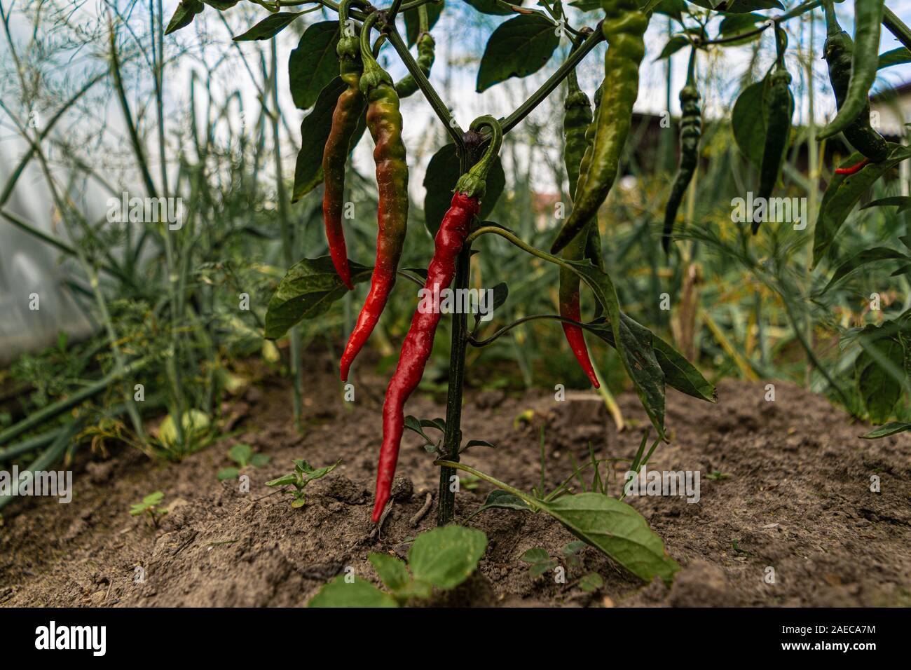 Growing chilli hi-res stock photography and images - Alamy