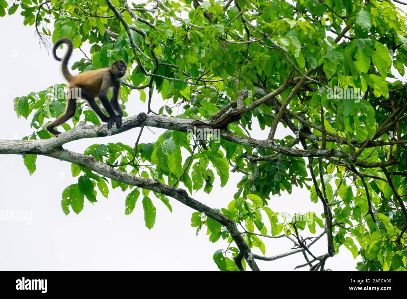 Juvenile Geoffroy's spider monkey (Ateles geoffroyi) in a treetop. Also known as the black-handed spider monkey, is a species of spider monkey, a type Stock Photo