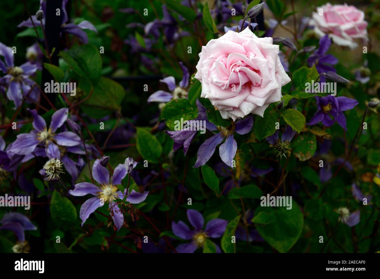 pink rose,clematis integrifolia arabella,non twining,non climbing,climbing,scrambling,blue,blue-mauve, flower,flowers,flowering,perennial,RM Floral Stock Photo