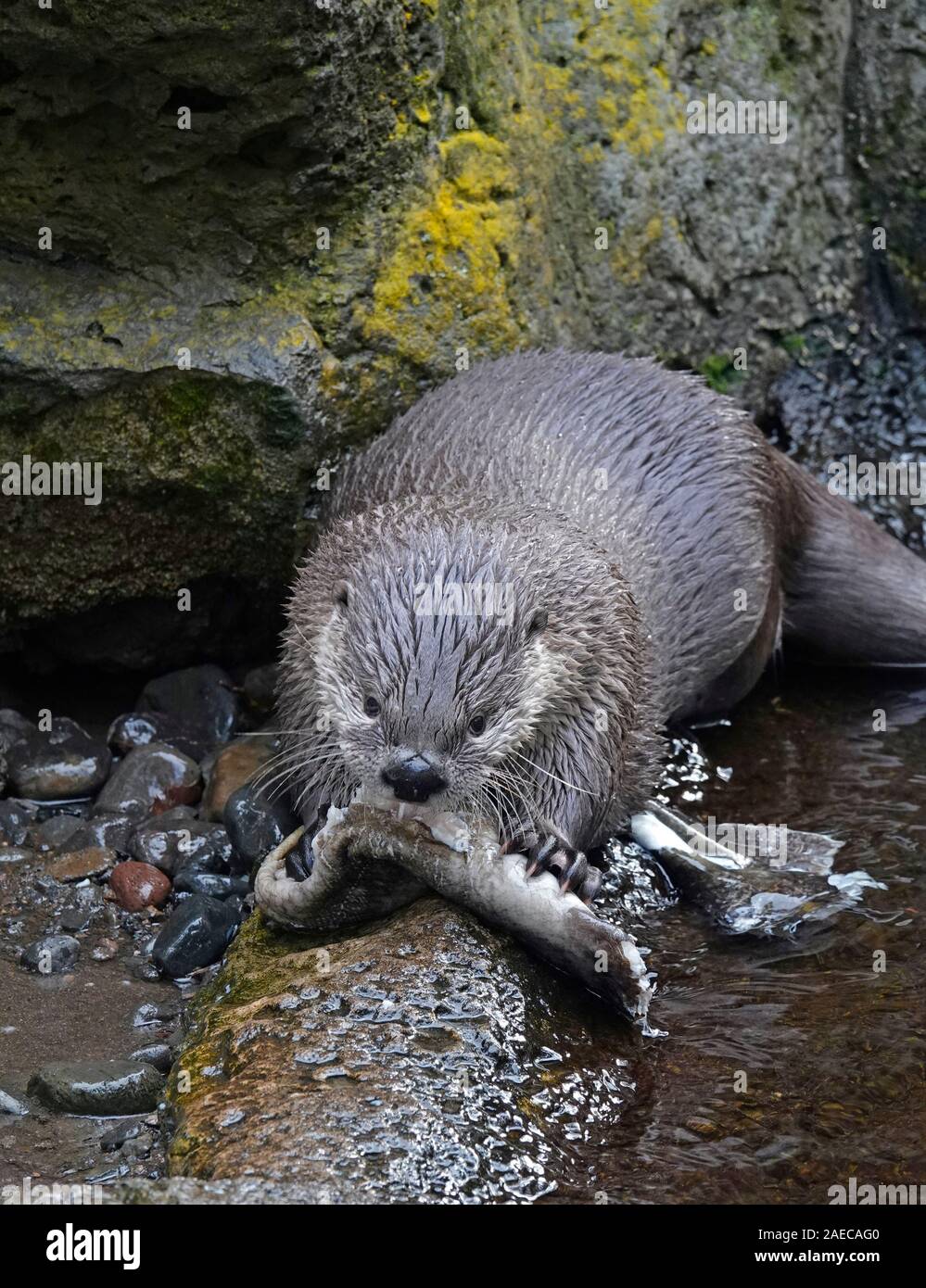 A North American River Otter, Lontra canadensis, devouring a large trout on a river in the Cascade Mountains of central Oregon. Stock Photo