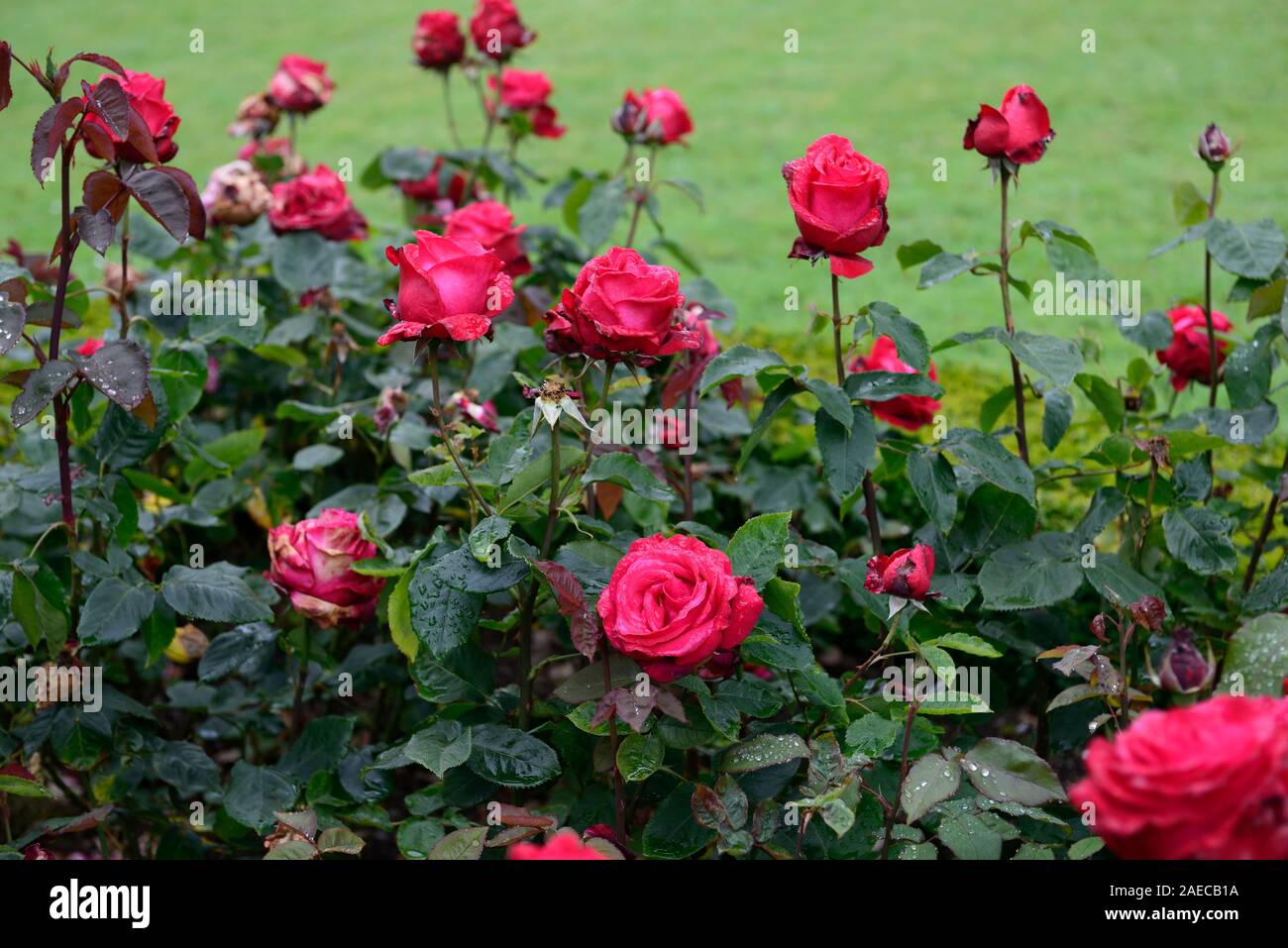 Tea Roses And Bush High Resolution Stock Photography And Images Alamy