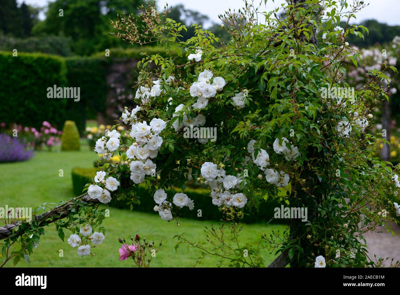 rosa Adélaide d'Orléans,rose Adélaide d'Orléans,flower,white, rambler