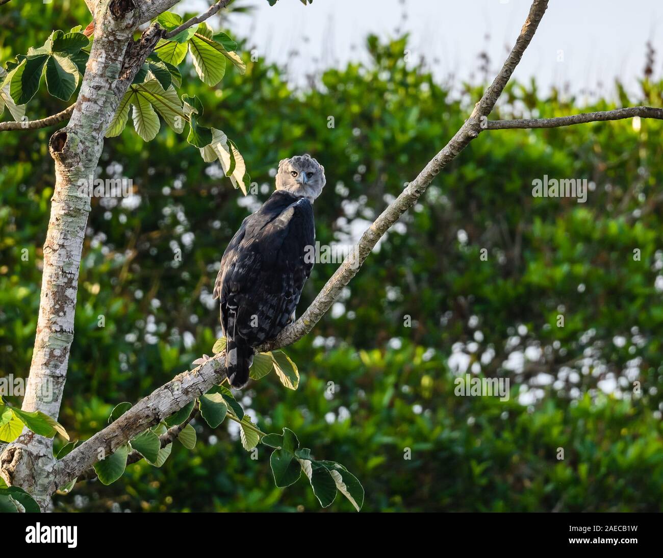 A Wild Harpy Eagle Harpia Harpyja Perched On A Cecropia Tree In