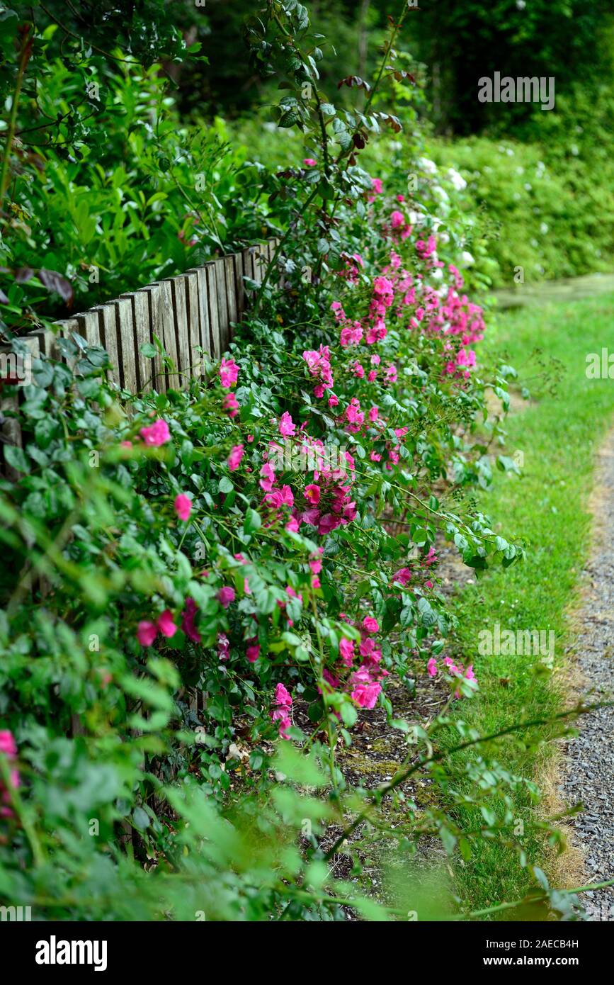rosa american pillar,rose american pillar,wooden fence,deep carmine-pink flowers,white eye,rambler,rambling,cover,covering wooden fence,flowers,flower Stock Photo