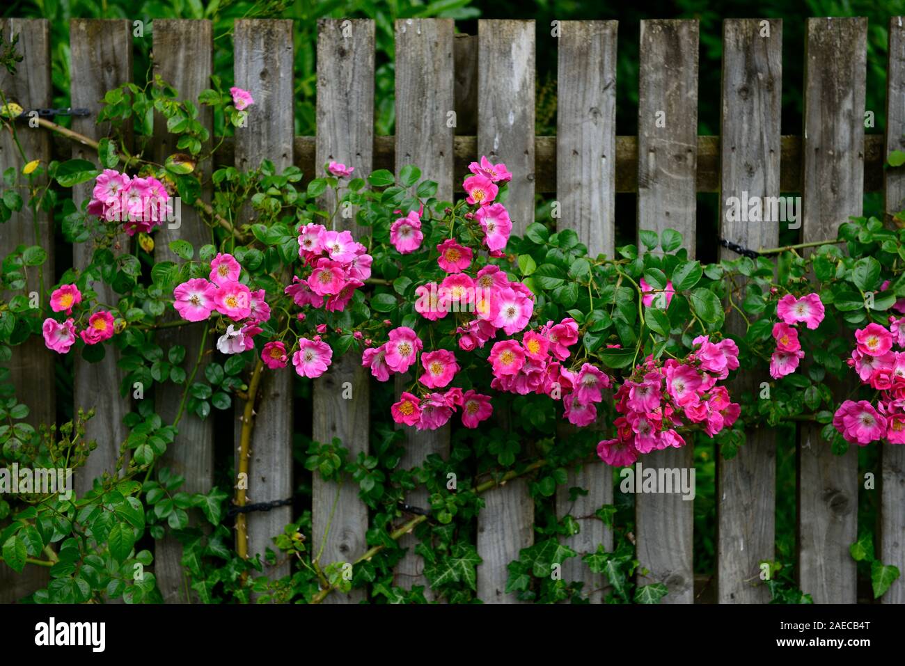 rosa american pillar,rose american pillar,wooden fence,deep carmine-pink flowers,white eye,rambler,rambling,cover,covering wooden fence,flowers,flower Stock Photo