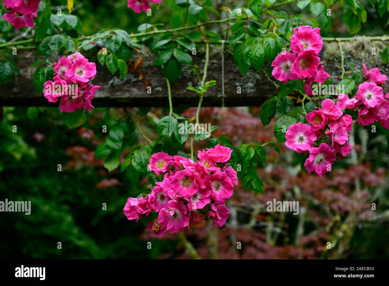 rosa american pillar,rose american pillar,wooden pergola,deep carmine-pink flowers,white eye,rambler,rambling,pergolas,flowers,flowering,fragrant,scen Stock Photo