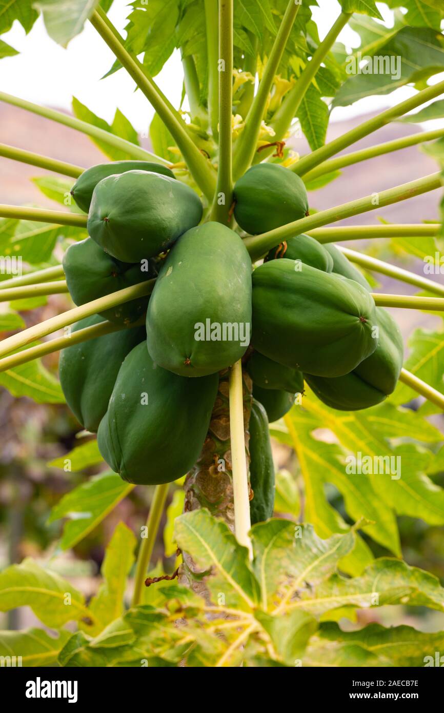 Fresh Green Papayas Growing On Tree At Plantation Stock Photo Alamy