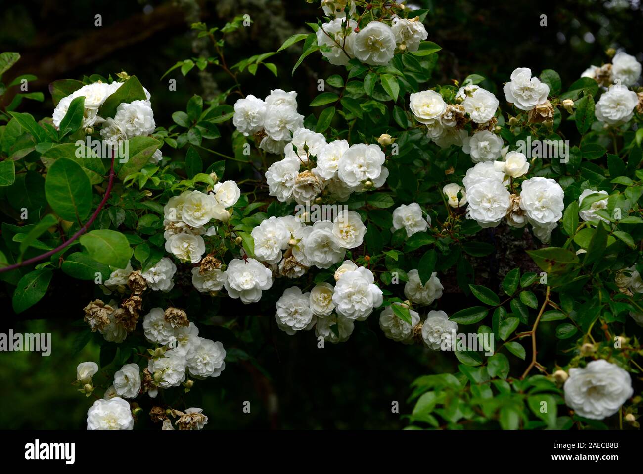 Rose rosa sanders white rambler hi-res stock photography and images - Alamy
