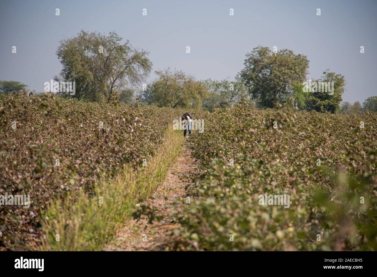 India cotton field hi-res stock photography and images - Alamy