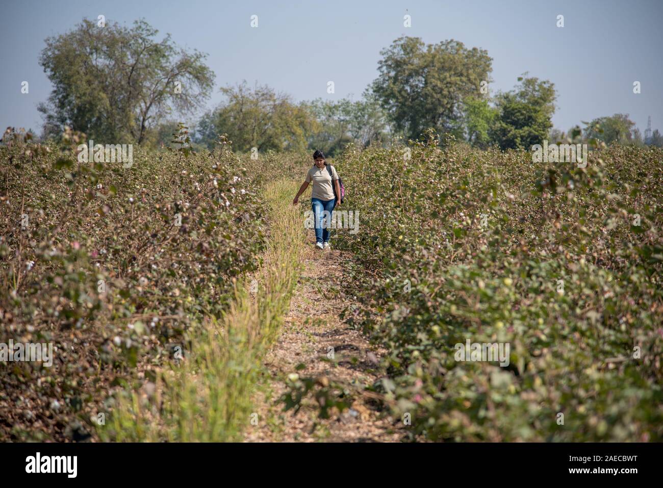 Cotton farm field, Close up of cotton balls and flowers. Agriculture field, Stock Photo