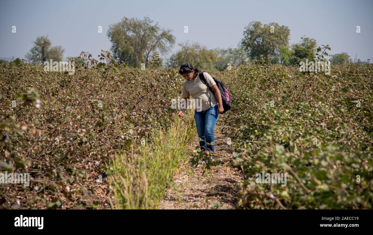 Cotton picking india hi-res stock photography and images - Alamy