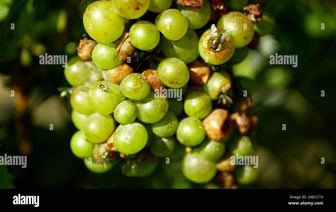 Ripe grapes and ripeness in viticulture and and common green bottle fly
